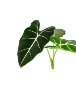 Pfeilblatt - Alocasia Micholitziana 'Frydek' 9 Pfeilblatt - Alocasia Micholitziana 'Frydek' -Biohort || LECHUZA Verkaufsgeschäft 8715575 WE DE 001 AlocasiaFrydeckT14