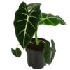 Pfeilblatt - Alocasia Micholitziana 'Frydek' -Biohort || LECHUZA Verkaufsgeschäft 8715575 WE FS 001 AlocasiaFrydeckT14