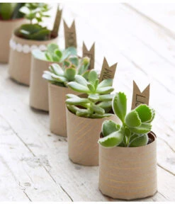 Mini Sukkulenten, Verschiedene Sorten -Biohort || LECHUZA Verkaufsgeschäft 8722514 PR MO 006 Sukkulenten