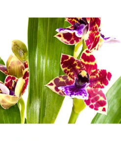 Zygopetalum - Zygopetalum Cultivars -Biohort || LECHUZA Verkaufsgeschäft 8722761 PR DE 001 Zygopetalum2TrieberDehnerExpressHerzig
