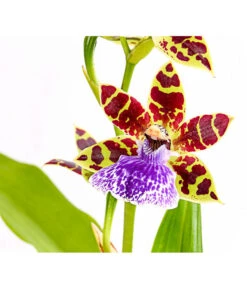 Zygopetalum - Zygopetalum Cultivars -Biohort || LECHUZA Verkaufsgeschäft 8722761 PR DE 001 ZygopetalumCultivars2TrieberT12DehnerExpressHerzig