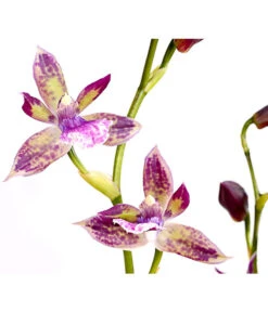 Zygopetalum - Zygopetalum Cultivars -Biohort || LECHUZA Verkaufsgeschäft 8722761 PR DE 002 Zygopetalum2TrieberDehnerExpressHerzig