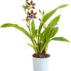 Zygopetalum - Zygopetalum Cultivars -Biohort || LECHUZA Verkaufsgeschäft 8722761 PR FS 001 ZygopetalumCultivars2TrieberT12DehnerExpressHerzig