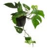 Efeutute - Epipremnum Pinnatum, Panaschiert -Biohort || LECHUZA Verkaufsgeschäft 8722977 WE FS 001 EpipremnumPinnatumVariegataT15