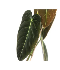 Schwarzgoldener Baumfreund - Philodendron Melanochrysum -Biohort || LECHUZA Verkaufsgeschäft 8723538 WE DE 001 PhilodendronMelanochrysumT12