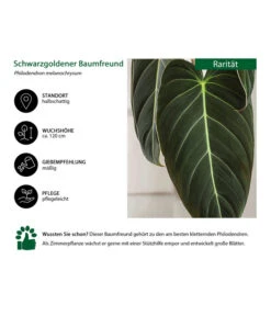 Schwarzgoldener Baumfreund - Philodendron Melanochrysum -Biohort || LECHUZA Verkaufsgeschäft 8723538 WE IG 001 SchwarzgoldenerBaumfreundPhilodendronmelanochrysum