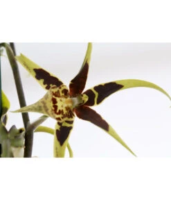 Spinnenorchidee - Brassia 'Mystic' -Biohort || LECHUZA Verkaufsgeschäft 8729352 PR DE 002 BrassiaMystic2TrieberT12DehnerExpressZS