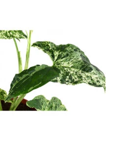 Purpurtute - Syngonium Podophyllum 'Mottled' -Biohort || LECHUZA Verkaufsgeschäft 8731432 WE DE 001 PurpurtuteSyngoniumMottledT12