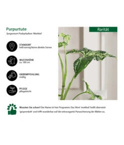 Purpurtute - Syngonium Podophyllum 'Mottled' -Biohort || LECHUZA Verkaufsgeschäft 8731432 WE IG 001 PurpurtuteSyngoniumMottled