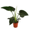 Baumfreund - Philodendron 'Congo Millions' -Biohort || LECHUZA Verkaufsgeschäft 8742199 WE FS 001 PhiloCongoMillionsT19