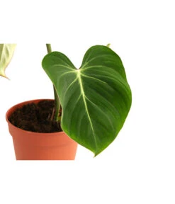 Baumfreund - Philodendron Gloriosum -Biohort || LECHUZA Verkaufsgeschäft 8742389 WE DE 001 PhilodendronGloriosumT15