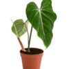 Baumfreund - Philodendron Gloriosum -Biohort || LECHUZA Verkaufsgeschäft 8742389 WE FS 001 PhilodendronGloriosumT15