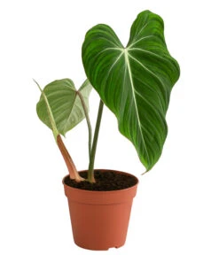 Baumfreund - Philodendron Gloriosum