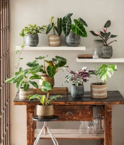 Titelseite 12 Titelseite -Biohort || LECHUZA Verkaufsgeschäft 8765224 WE MO 002 PhilodendronVerrucosum