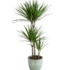 Drachenbaum - Dracaena Marginata, In Keramik -Biohort || LECHUZA Verkaufsgeschäft 8765448 PR FS 001 DracaenaMarginataDreitriebigT21InKeramikLina