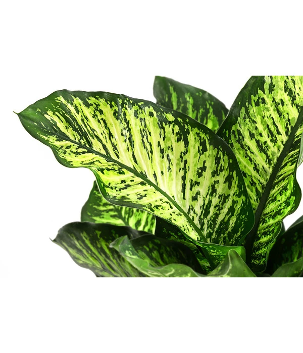 Dieffenbachie - Dieffenbachia Seguine 'Maroba' 4 Dieffenbachie - Dieffenbachia Seguine 'Maroba' – Bild 2
