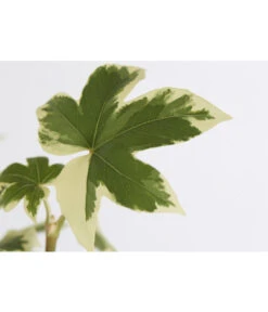 Titelseite 9 Titelseite -Biohort || LECHUZA Verkaufsgeschäft 8775355 WE DE 001 EfeuaralieFatshederaVariegataDehner