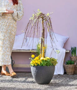 Dehner Gourmet Garten Zitronen-Thymian -Biohort || LECHUZA Verkaufsgeschäft 8815011 WE MO 001 FrueheFarbefuersZuhauseGelb