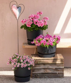 Elho Kunststoff-Topf Greenville, Ca. Ø19/H18 Cm -Biohort || LECHUZA Verkaufsgeschäft 8815938 6769020 6714232 8811580 8818445 WE MO 001 MHPRosenaugeKnutschfleck