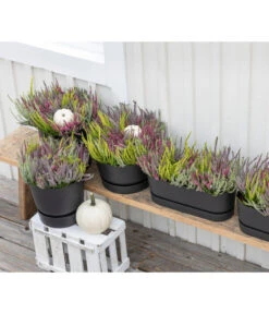 Elho Kunststoff-Topf Greenville, Ca. Ø19/H18 Cm -Biohort || LECHUZA Verkaufsgeschäft 8821985 WE MO 001 CallunaQuattro