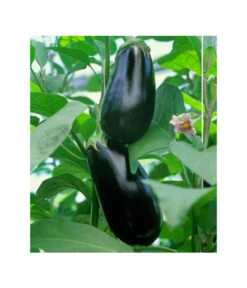 Dehner Gourmet Garten Aubergine, Veredelt -Biohort || LECHUZA Verkaufsgeschäft 8830051 BildFS 001 AubergineCarmenGgAubergineCarmen