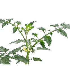 Zuckertomate, Orange -Biohort || LECHUZA Verkaufsgeschäft 8830101 WE DE 003 ZuckertomateOrangeResistent