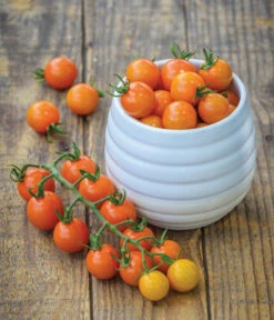 Zuckertomate, Orange -Biohort || LECHUZA Verkaufsgeschäft 8830101 WE MO 002 Zuckertomate