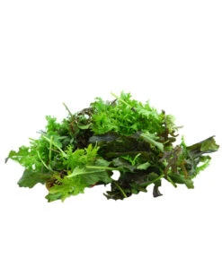 Bio Asia Wildkräuter Im Pottburri®-Topf -Biohort || LECHUZA Verkaufsgeschäft 8830473 WE DE 002 BioPBAsiaWildkraeuter