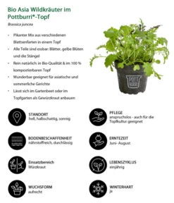 Bio Asia Wildkräuter Im Pottburri®-Topf -Biohort || LECHUZA Verkaufsgeschäft 8830473 WE IG 001 BioAsiaWildkraeuterimPottburriTopf