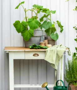 Schlangengurke -Biohort || LECHUZA Verkaufsgeschäft 8830663 WE MO 002 Gurke CucurbitaePepoZucchiniGruen