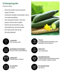 Schlangengurke -Biohort || LECHUZA Verkaufsgeschäft 8830788 WE IG 001 Schlangengurke