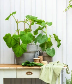 Snackgurke -Biohort || LECHUZA Verkaufsgeschäft 8830960 20200717 PR MO 001 Gurke CucurbitaePepoZucchiniGruen 2021 GC13 01