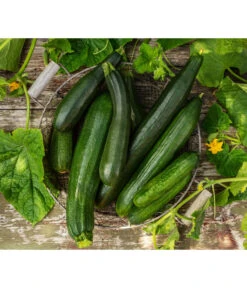 Schlangengurke -Biohort || LECHUZA Verkaufsgeschäft 8831000 8830788 WE MO 001 GurkeZucchini