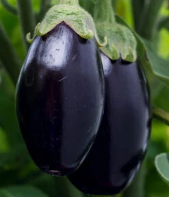 Aubergine -Biohort || LECHUZA Verkaufsgeschäft 8831380 WE DE 001 SolanumAubergine