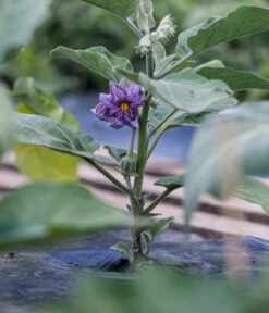 Aubergine -Biohort || LECHUZA Verkaufsgeschäft 8831380 WE MO 002 SolanumAubergineBluete