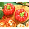 Dehner Gourmet Garten Tomatenpaprika -Biohort || LECHUZA Verkaufsgeschäft 8831562 PR MO 001 GG PAPRIKA TOMMY