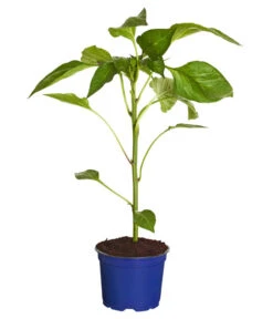 Dehner Gourmet Garten Tomatenpaprika 6 Dehner Gourmet Garten Tomatenpaprika -Biohort || LECHUZA Verkaufsgeschäft 8831562 WE FS 001 PaprikaTommyT12DehnerExpressZS