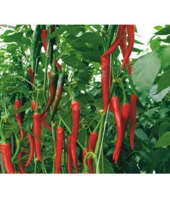 Rote Peperoni, Scharf 11 Rote Peperoni, Scharf -Biohort || LECHUZA Verkaufsgeschäft 8831687 WE DE 001 CapsicumAnnuumFireflameVolmary