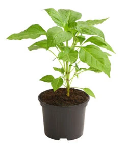 Milde Peperoni 8 Milde Peperoni -Biohort || LECHUZA Verkaufsgeschäft 8831695 WE FS 001 PeperoniMildCapsicumAnnuumLongumDehnerExpressHerzig