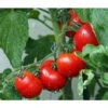 Bioland Buschtomate 1 Bioland Buschtomate -Biohort || LECHUZA Verkaufsgeschäft 8831968 WE MO 001 BioBuschtomate