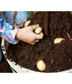 TomTato® Tomatenkartoffel -Biohort || LECHUZA Verkaufsgeschäft 8832859 WE DE 009 TomtatoTomoffel