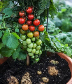 TomTato® Tomatenkartoffel -Biohort || LECHUZA Verkaufsgeschäft 8832859 WE MO 004 TomtatoTomoffel