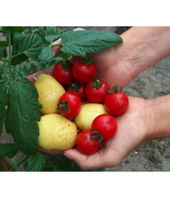 TomTato® Tomatenkartoffel -Biohort || LECHUZA Verkaufsgeschäft 8832859 WE MO 010 TomtatoTomoffel