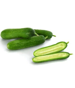 Snackgurke -Biohort || LECHUZA Verkaufsgeschäft 8833063 8830960 WE DE 001 GourmetGartenSnackgurkeVeredelt