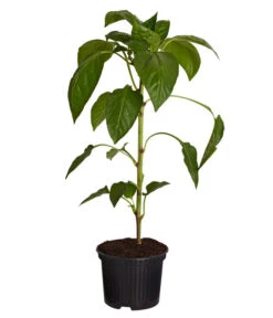 Spitzpaprika, Rot -Biohort || LECHUZA Verkaufsgeschäft 8833501 PR FS 001 SpitzpaprikaRotT105DehnerExpressZS