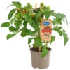 Pick-a-Tom® Cocktailtomate Mit Früchten, Rot -Biohort || LECHUZA Verkaufsgeschäft 8838757 PR FS 002 PickaTomCherrytomateRotT14DehnerExpressHerzig