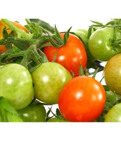 Pick-a-Tom® Cocktailtomate Mit Früchten, Rot -Biohort || LECHUZA Verkaufsgeschäft 8838757 WE DE 001 PickaTomCherrytomateRotT14