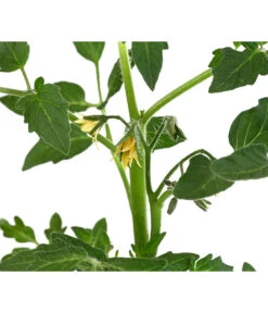 Tomate 'Previa' -Biohort || LECHUZA Verkaufsgeschäft 8839136 WE DE 001 TomatePrevia