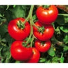 Tomate 'Previa' -Biohort || LECHUZA Verkaufsgeschäft 8839136 WE MO 001 TomatePrevia