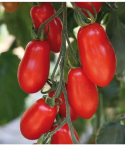 Mini San-Marzano Tomate 'Trilly' 7 Mini San-Marzano Tomate 'Trilly' -Biohort || LECHUZA Verkaufsgeschäft 8839144 we DE 001 TomateTrilly